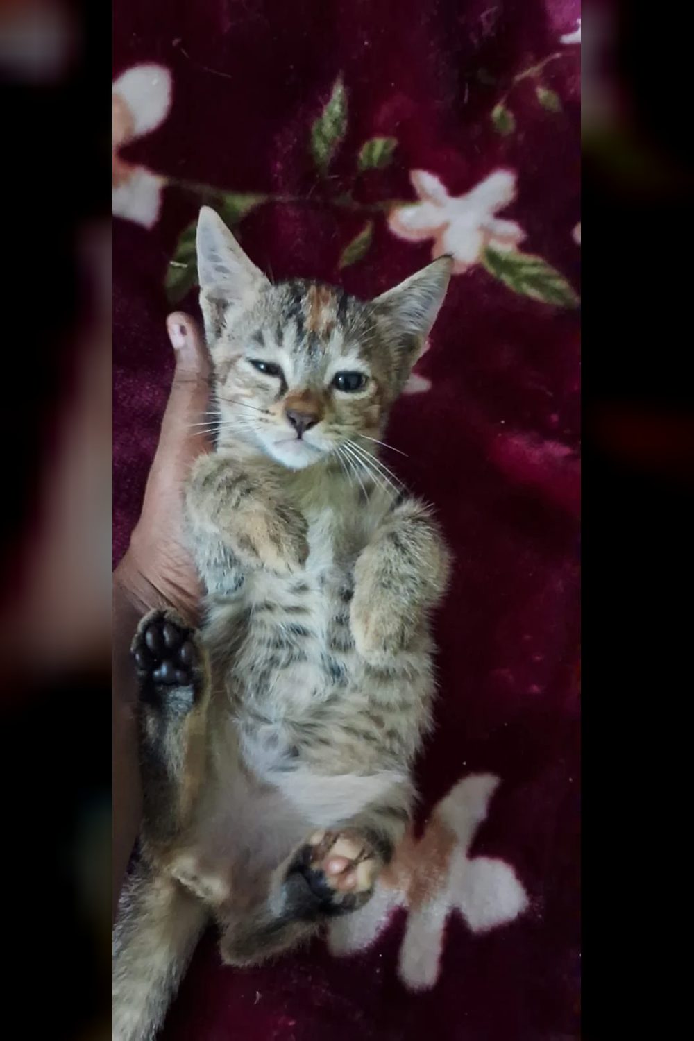 Five kittens, two calico and three tabby, still waiting for homes — Delhi NCR