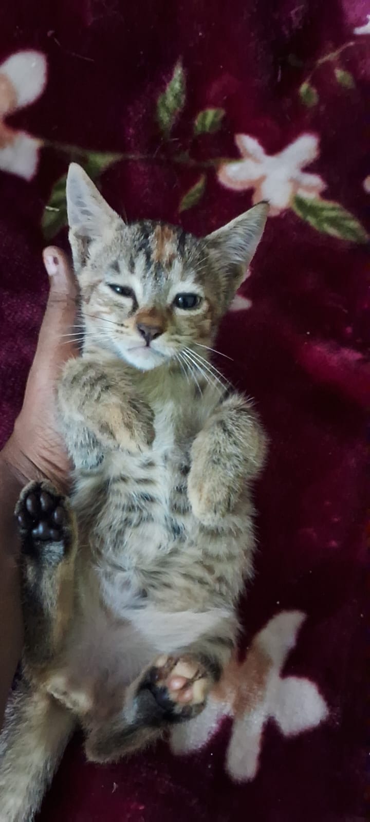 Five kittens, two calico and three tabby, still waiting for homes — Delhi NCR