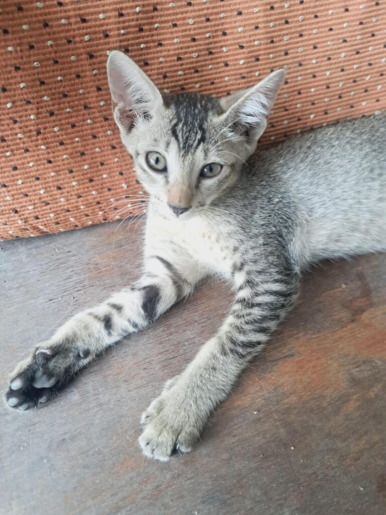 3-Month-Old Bonded Kittens Looking for a Loving Forever Home - kitten for adoption in Chennai