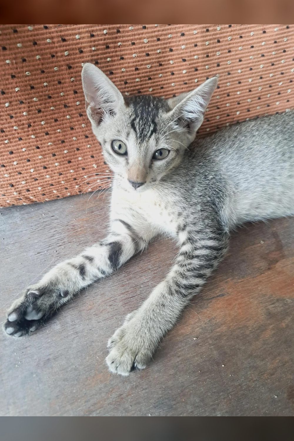 3-Month-Old Bonded Kittens Looking for a Loving Forever Home — Chennai