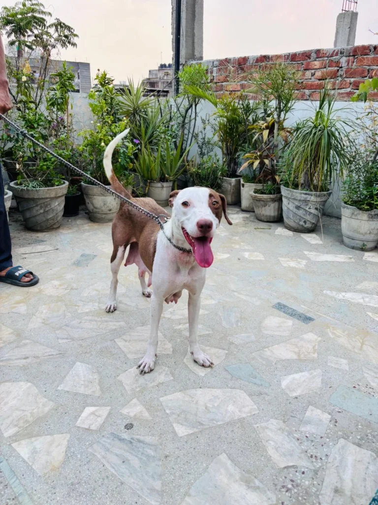 Adoption Appeal — ref ast4 - pet in Delhi NCR