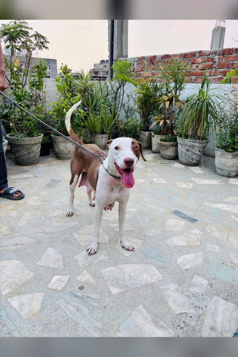 Female puppy for adoption — Delhi NCR