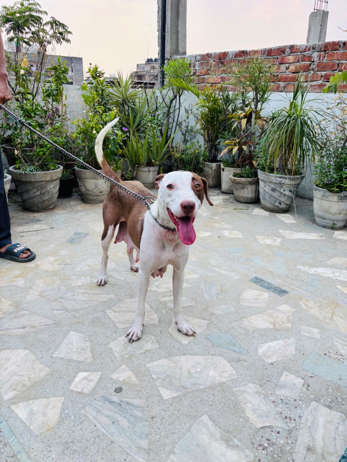 Female puppy for adoption — Delhi NCR