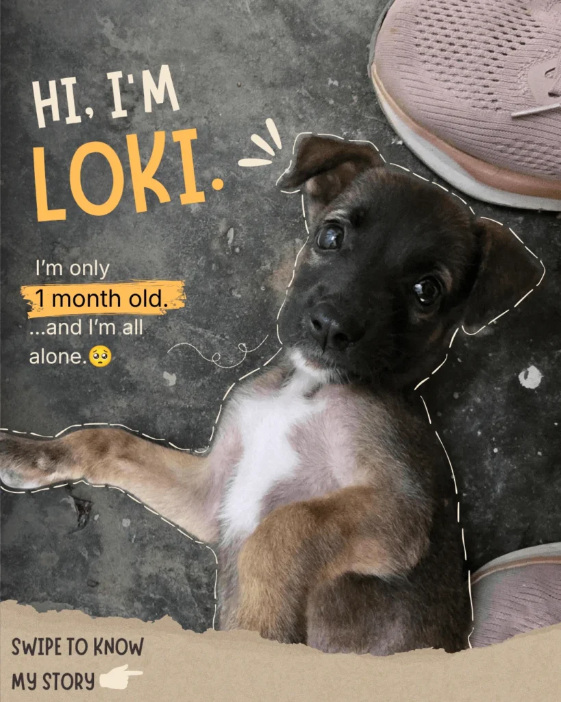 Loki, a month-old black and tan puppy found abandoned on the Thapar campus in Patiala