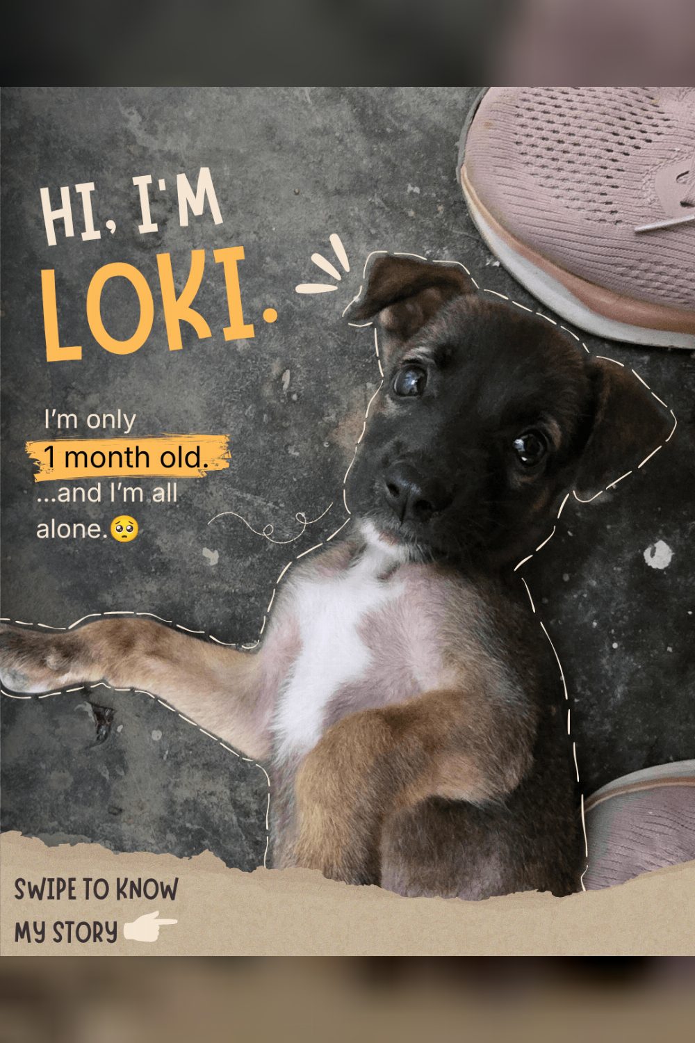 Loki, a month-old puppy found alone on campus, needs an urgent foster — Chandigarh
