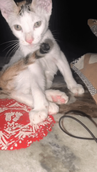 Uegent Adoption Appeal- Delhi (Parent IS About About TO KICK THEM Outta THE H... - pet in Delhi NCR