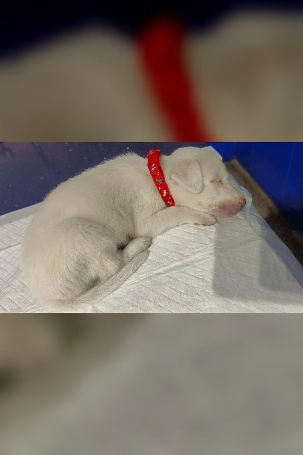 Friendly month-old puppy for adoption near Noida — Delhi NCR