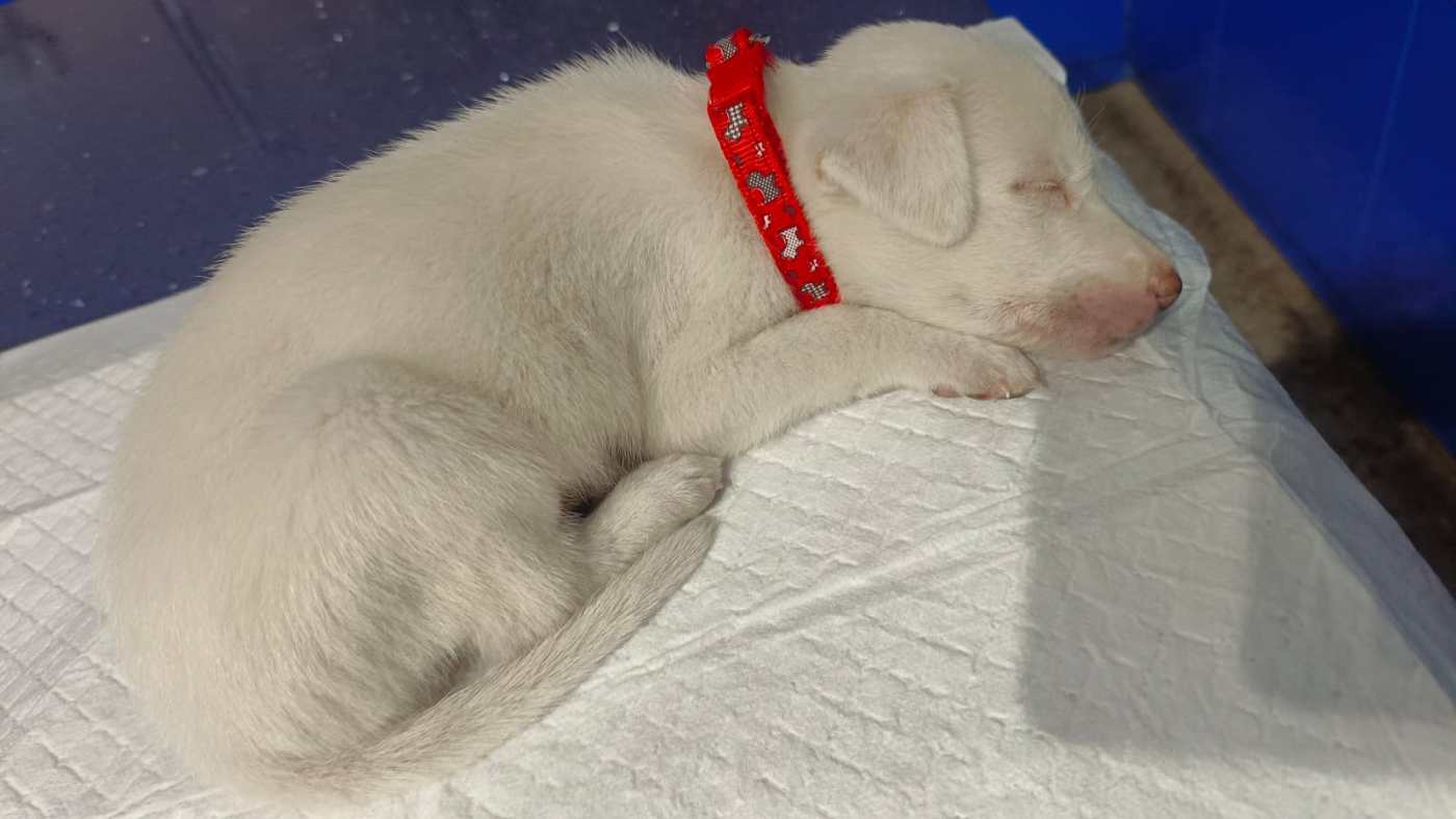 Friendly month-old puppy for adoption near Noida — Delhi NCR