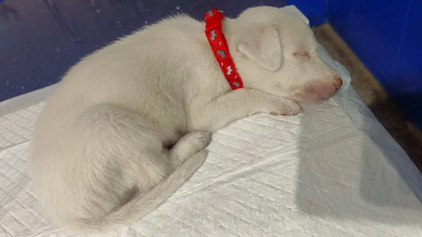 Friendly month-old puppy for adoption near Noida in Delhi NCR
