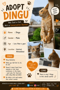 Cat for adoption