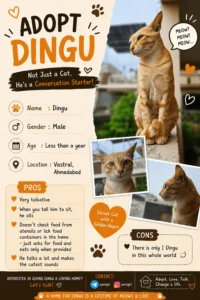Cat for adoption