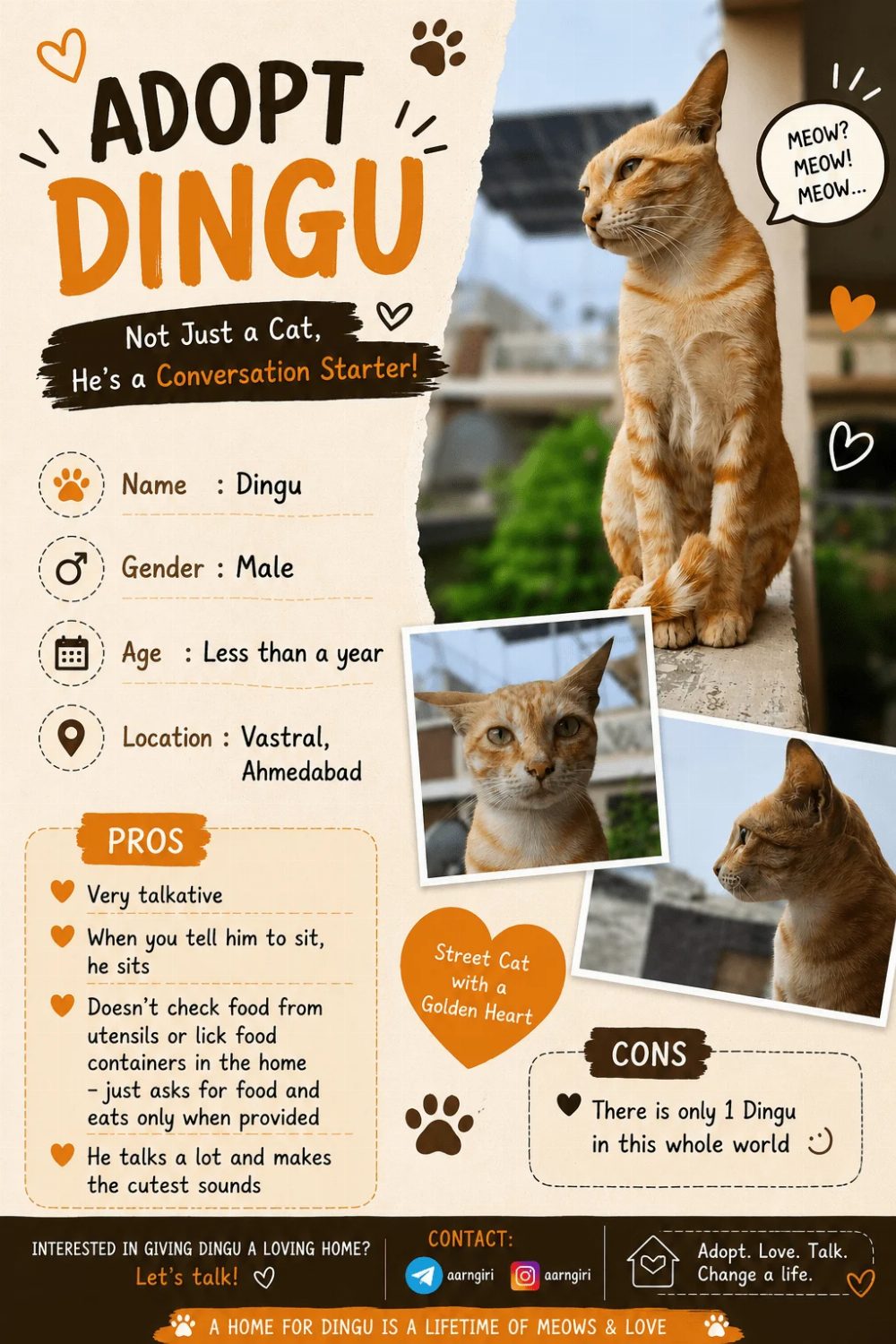 Cat for adoption — Ahmedabad