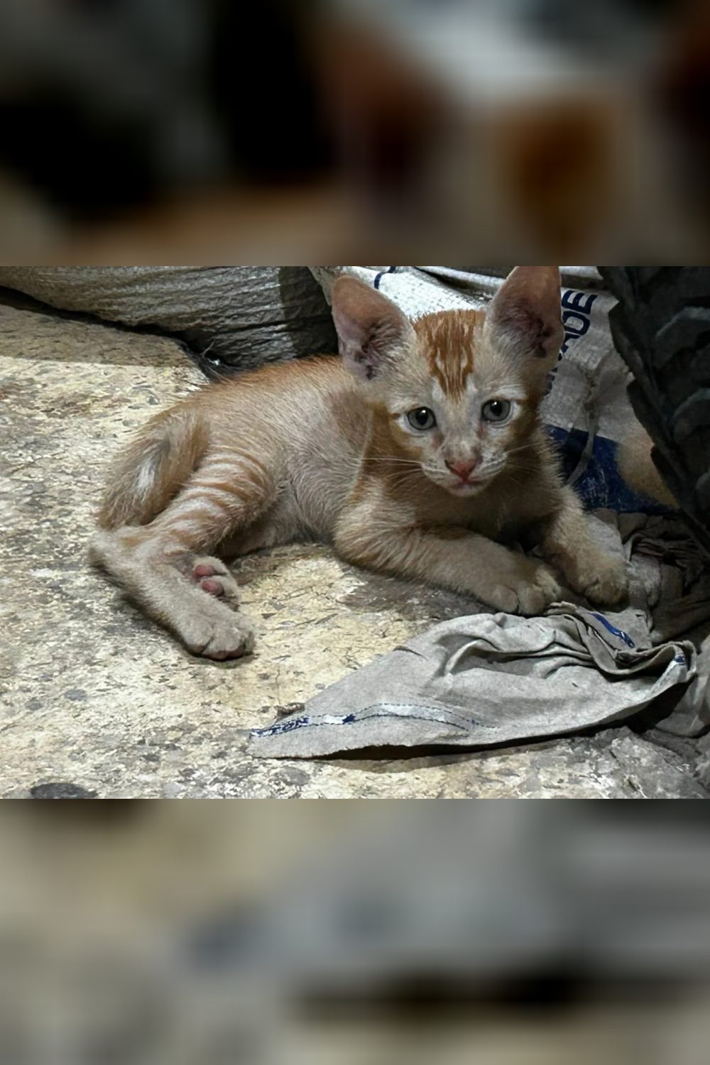 One-month-old kittens need urgent foster or adoption — Delhi NCR
