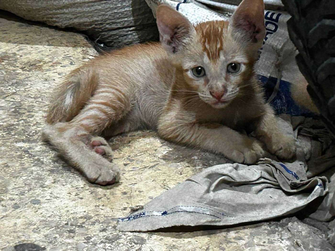 One-month-old kittens need urgent foster or adoption — Delhi NCR