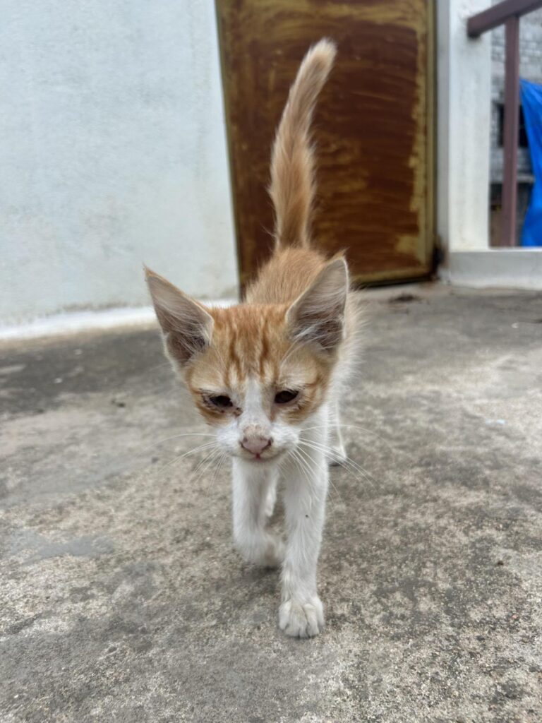 Bangalore | 3-4 weeks | Female - pet for adoption in Bengaluru