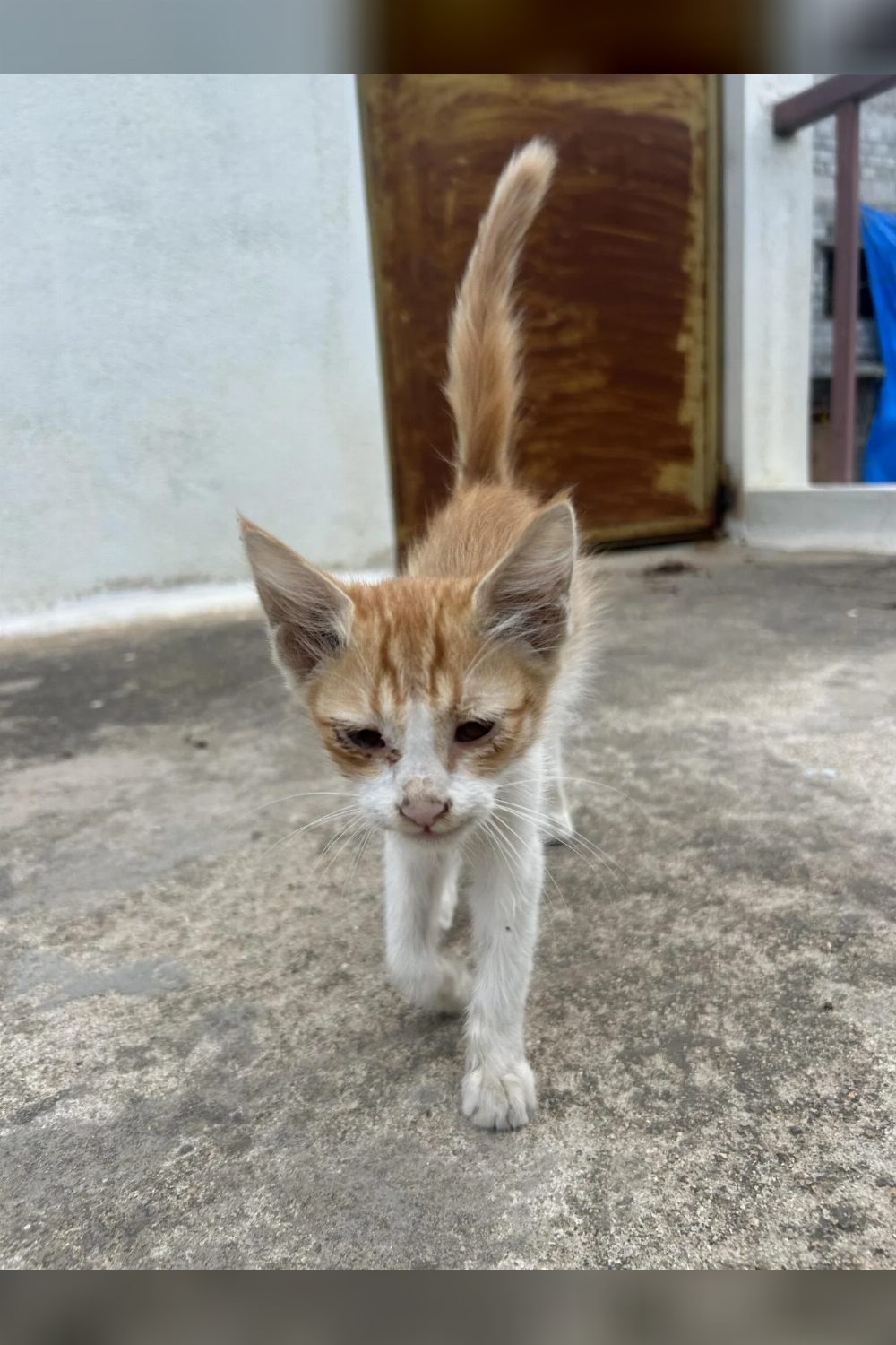 A small ginger and white kitten photographed alone — Bengaluru