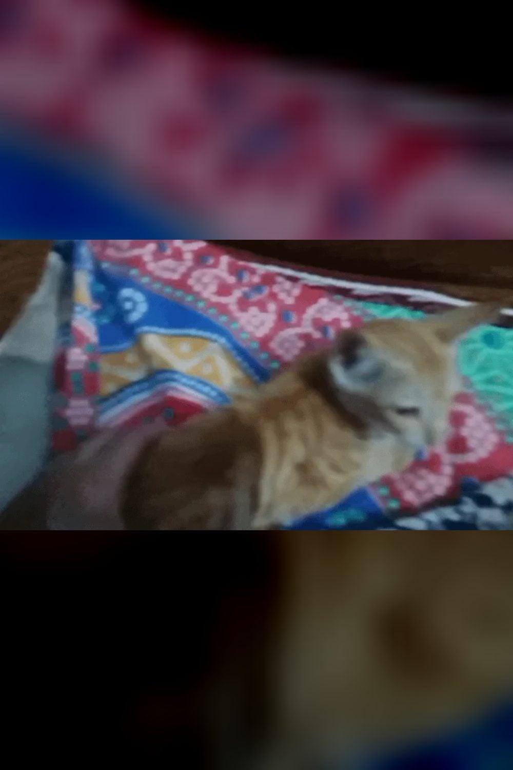 Male ginger kitten up for adoption — Jalandhar