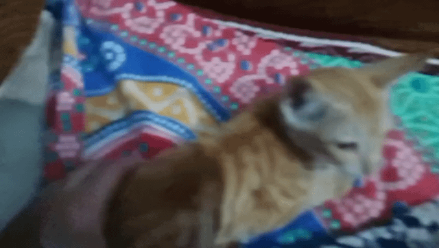 Male ginger kitten up for adoption in Jalandhar