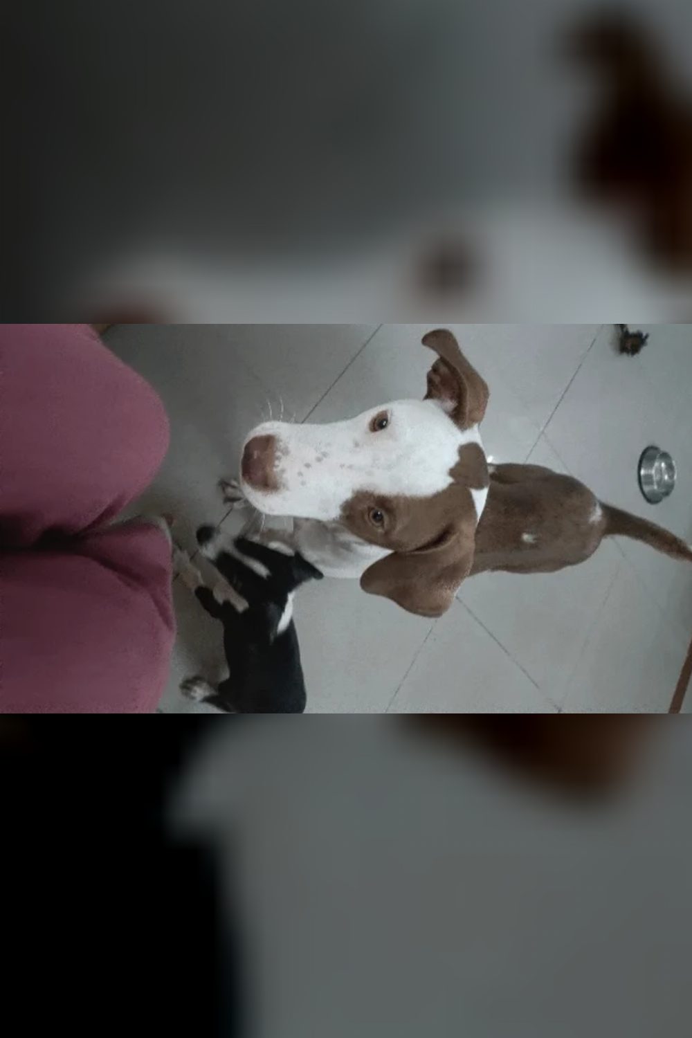 Urgent Adoption:She was abandoned while pregnant — Delhi NCR