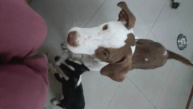Urgent Adoption:She was abandoned while pregnant - pet in Delhi NCR