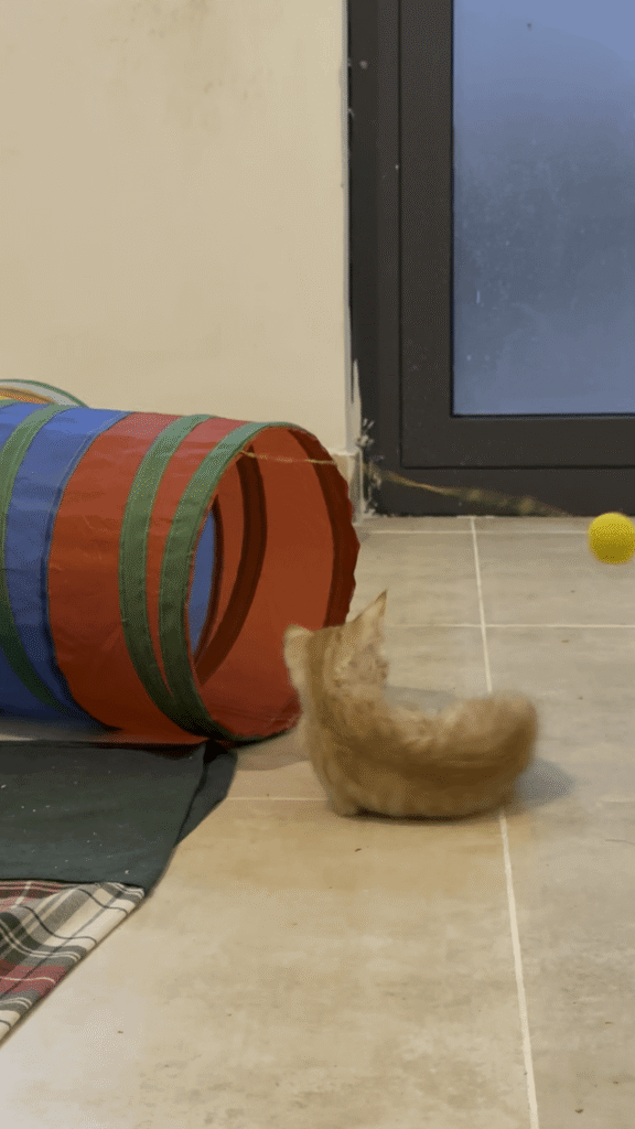 Bangalore, please help adopt this furball - pet in Bengaluru
