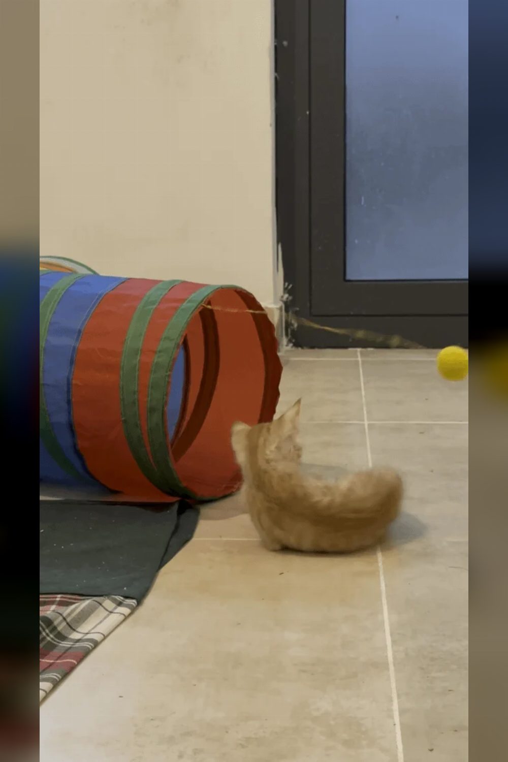 Playful Kitten Needs a Loving Home — Bengaluru