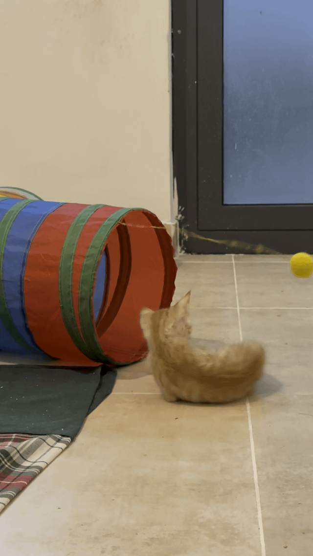 Playful Kitten Needs a Loving Home — Bengaluru