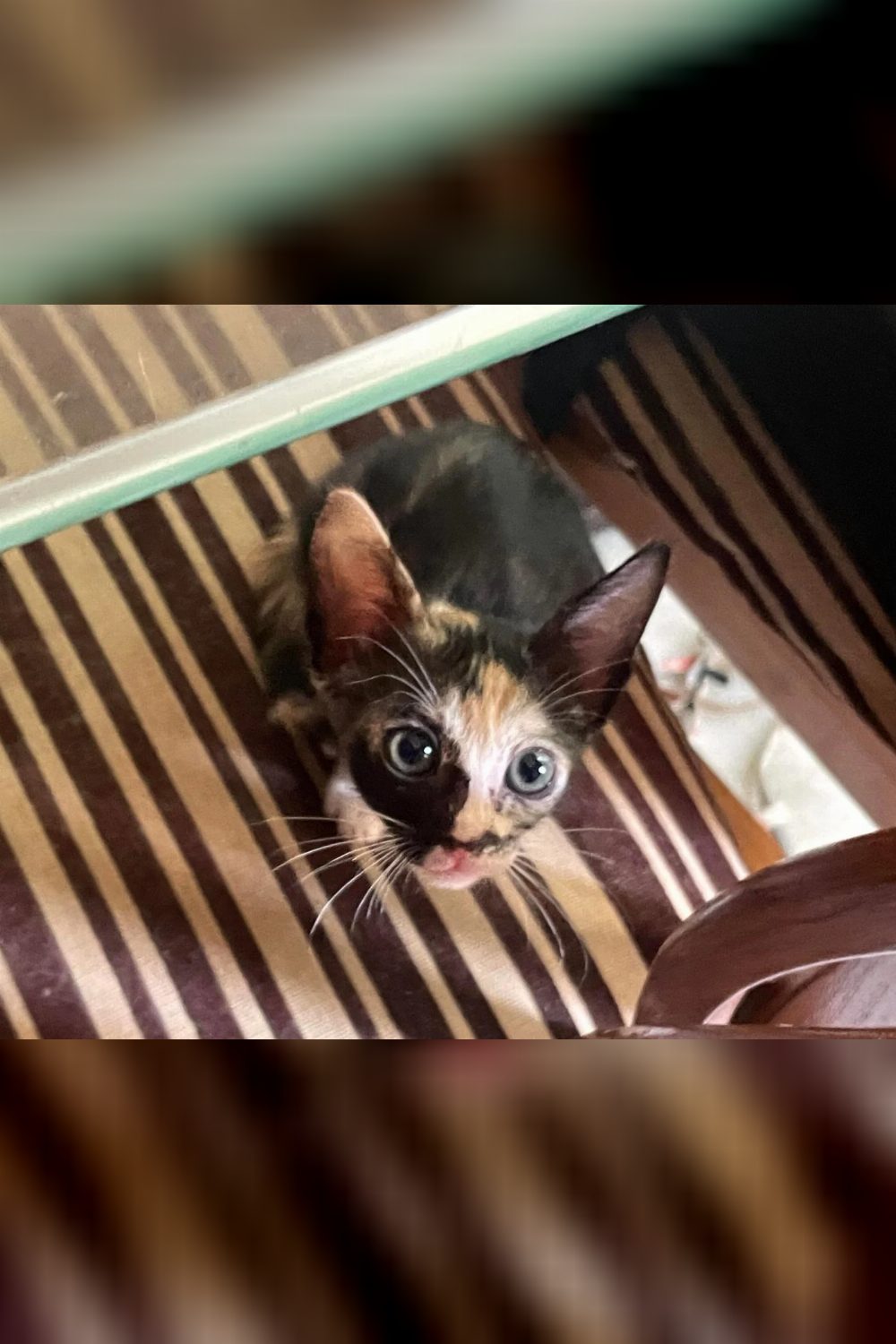 Urgent adoption of kittens — Mumbai
