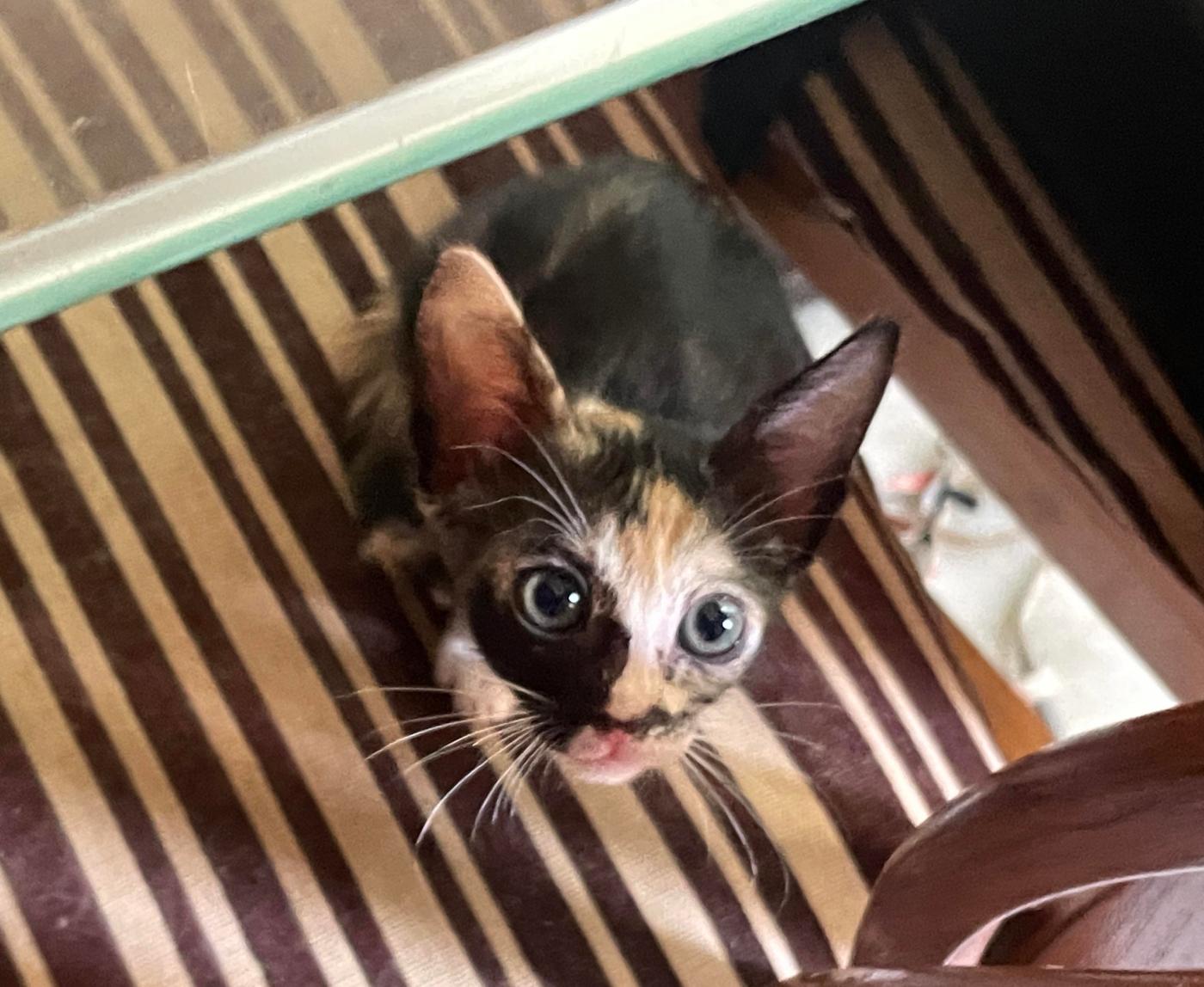 Urgent adoption of kittens — Mumbai