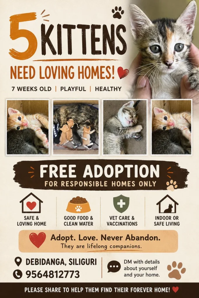 Five kittens born to a stray mother cat, up for adoption in Debidangi, Siliguri