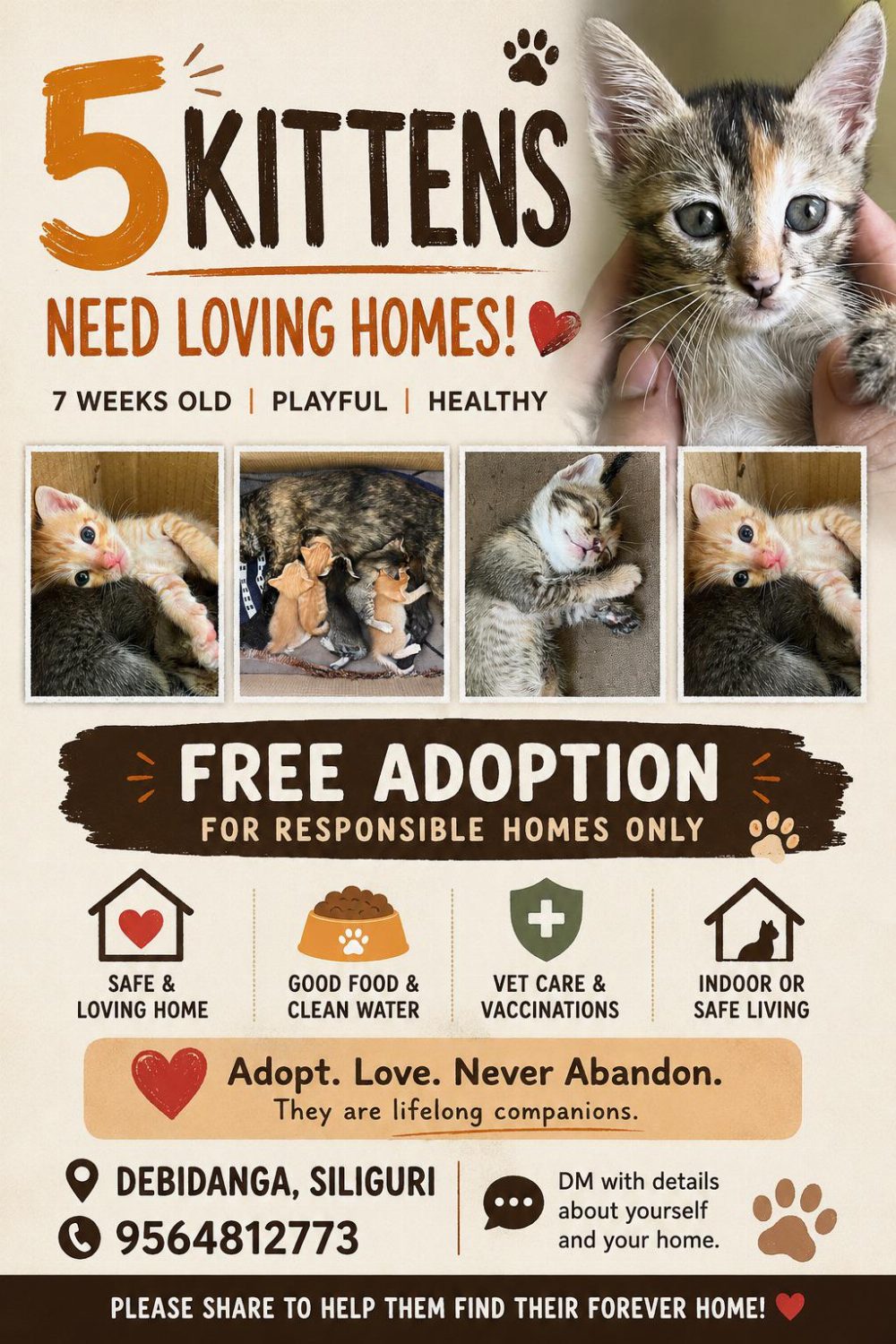 Five kittens looking for forever homes in Debidangi — Siliguri