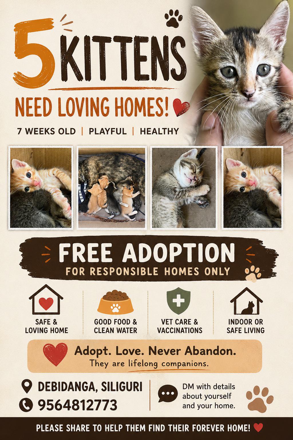 Five kittens looking for forever homes in Debidangi — Siliguri