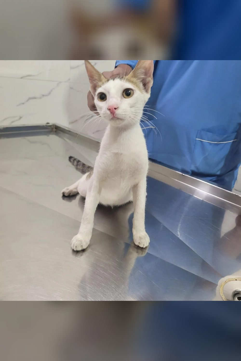 Honey, a 3-Month-Old Kitten, Needs a Home — Mumbai