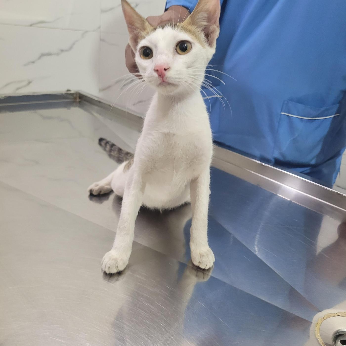 Honey, a 3-Month-Old Kitten, Needs a Home — Mumbai