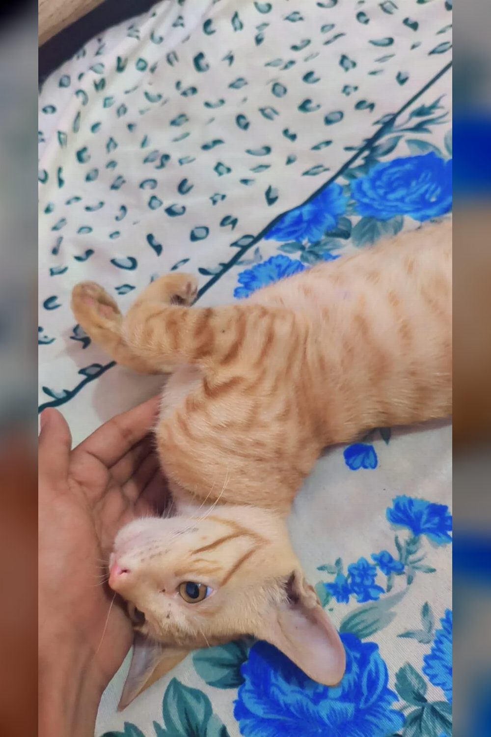 Male Kitten for Adoption | Jalandhar, Punjab
