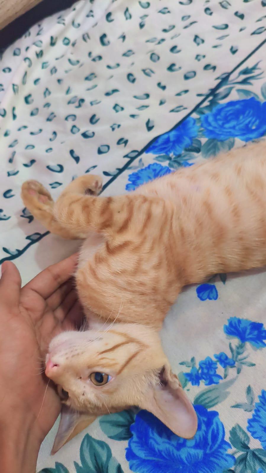 Male Kitten for Adoption | Jalandhar, Punjab