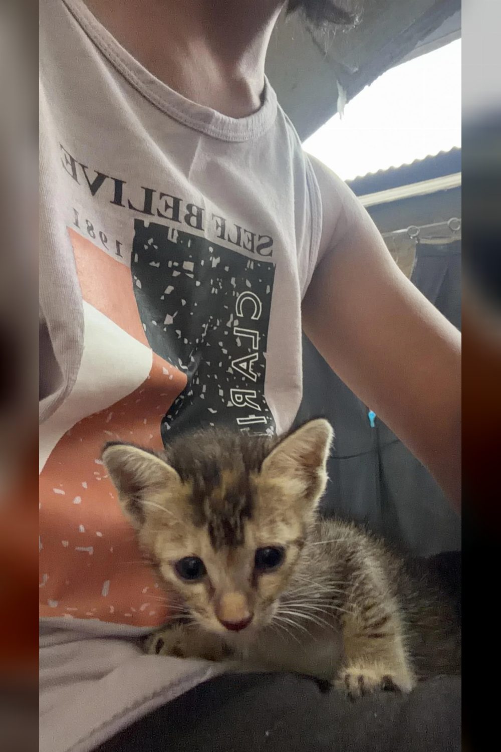 Kittens for urgent adoption — Guwahati