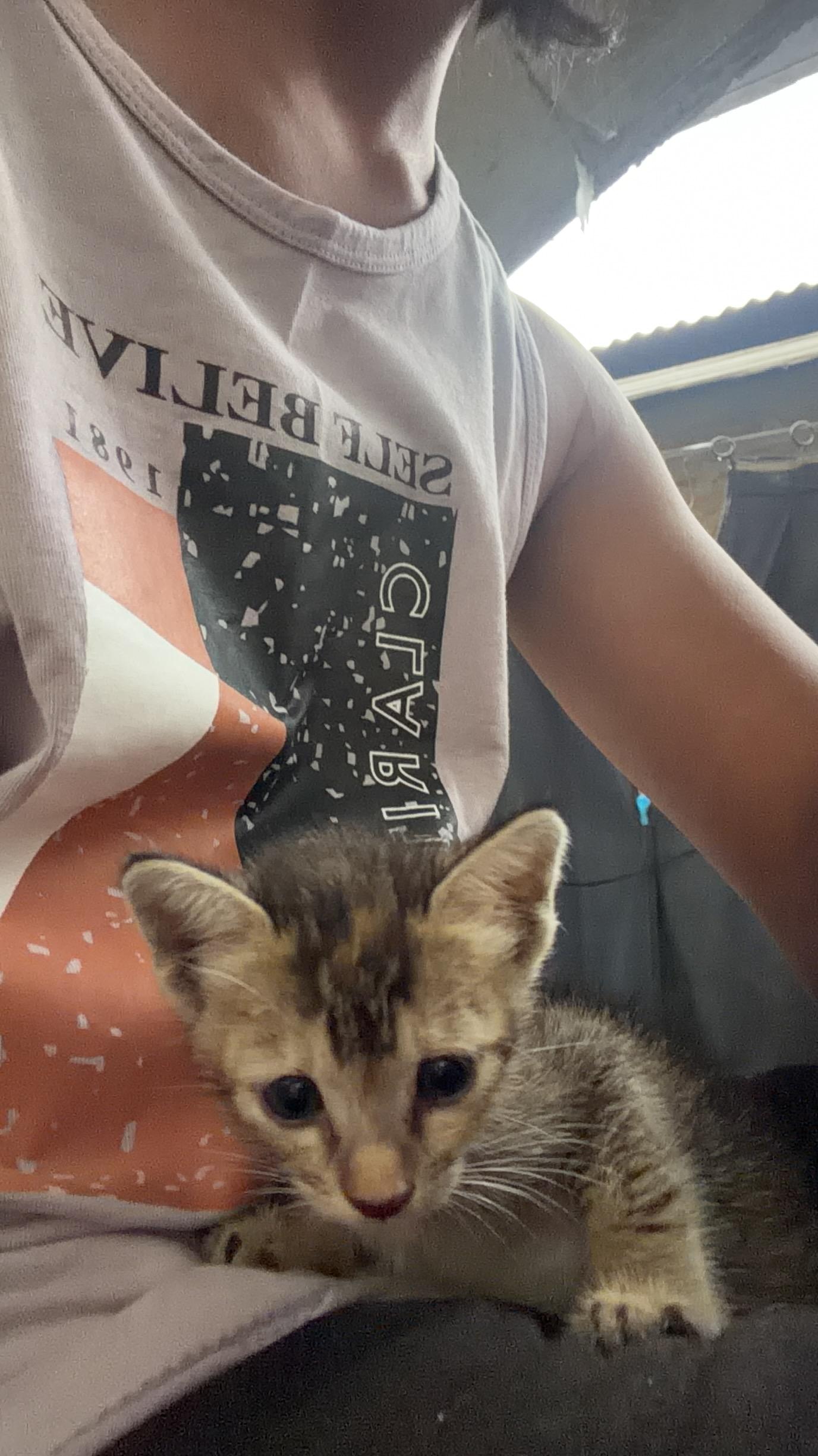 Kittens for urgent adoption — Guwahati