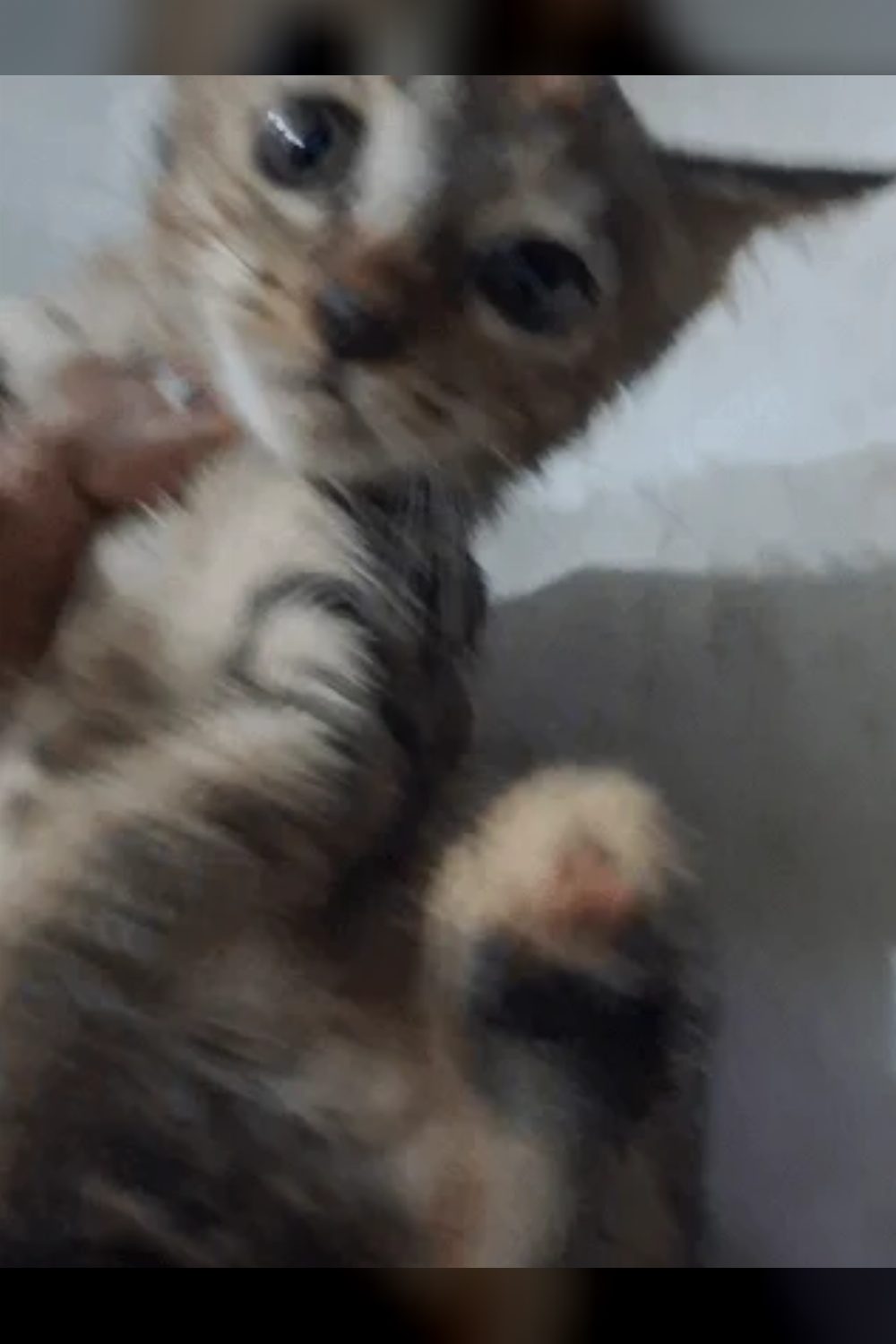 Urgent Kitten Adoption — Delhi NCR