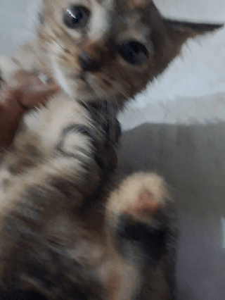 Urgent Kitten Adoption in Delhi NCR - kitten in Delhi NCR