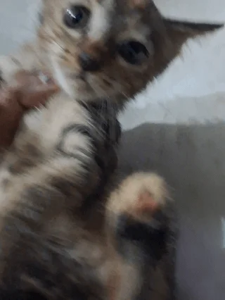 Urgent Kitten Adoption in Delhi NCR - kitten in Delhi NCR
