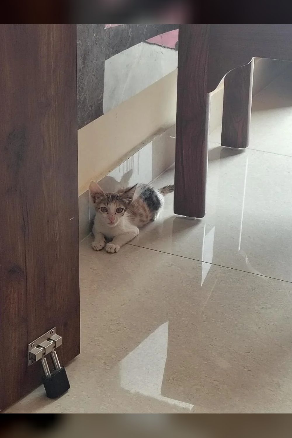 Adoption appeal (Delhi)