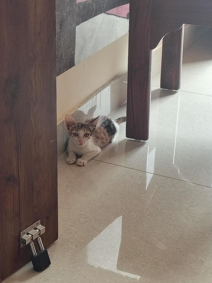 Adoption appeal (Delhi)
