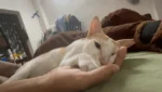 Lost Cat, Missy in Navi Mumbai