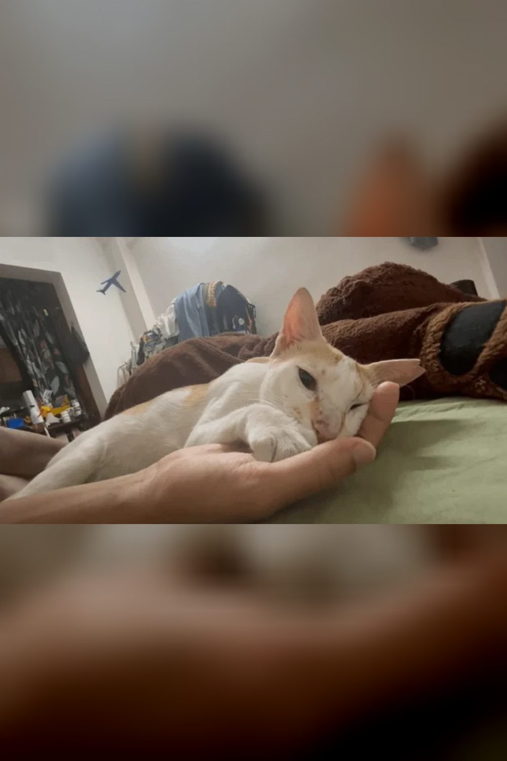 Lost Cat — Missy — Navi Mumbai