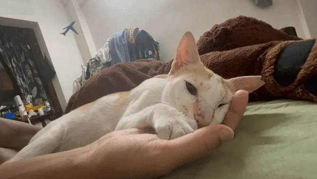 Feeling terrible - pet for adoption in Mumbai