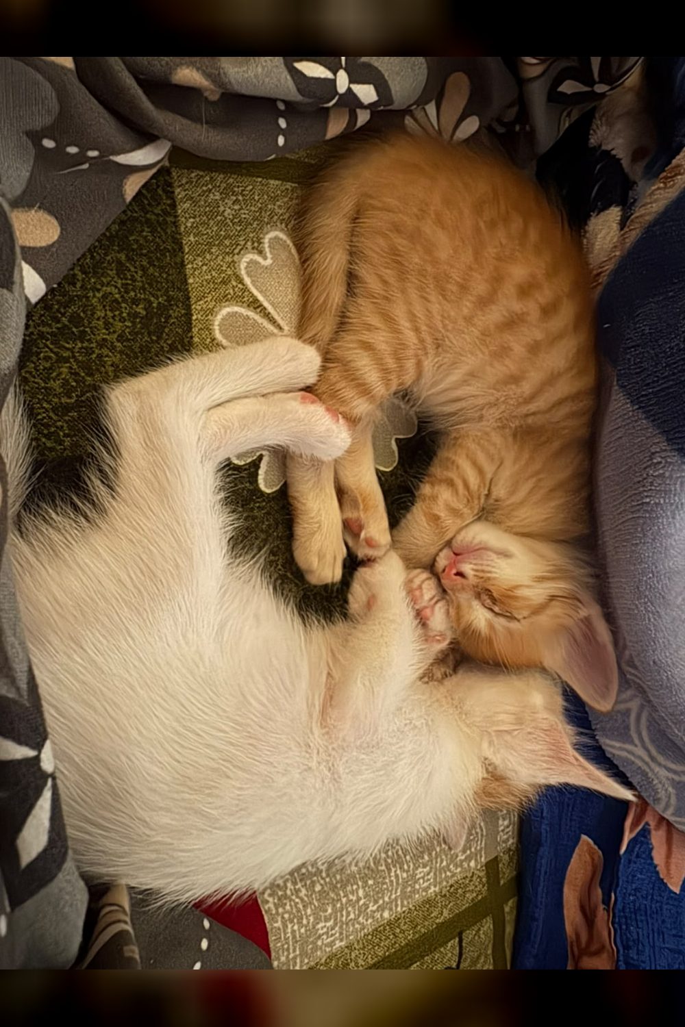 Just the last orange needs a home! — Bengaluru