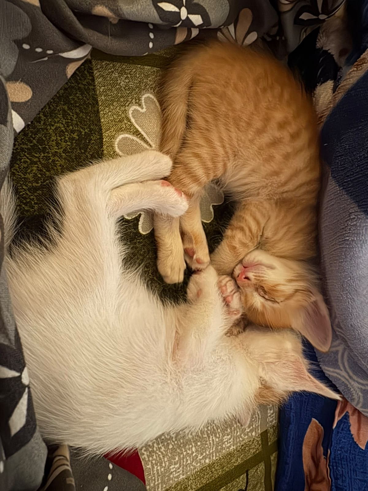 Just the last orange needs a home! — Bengaluru