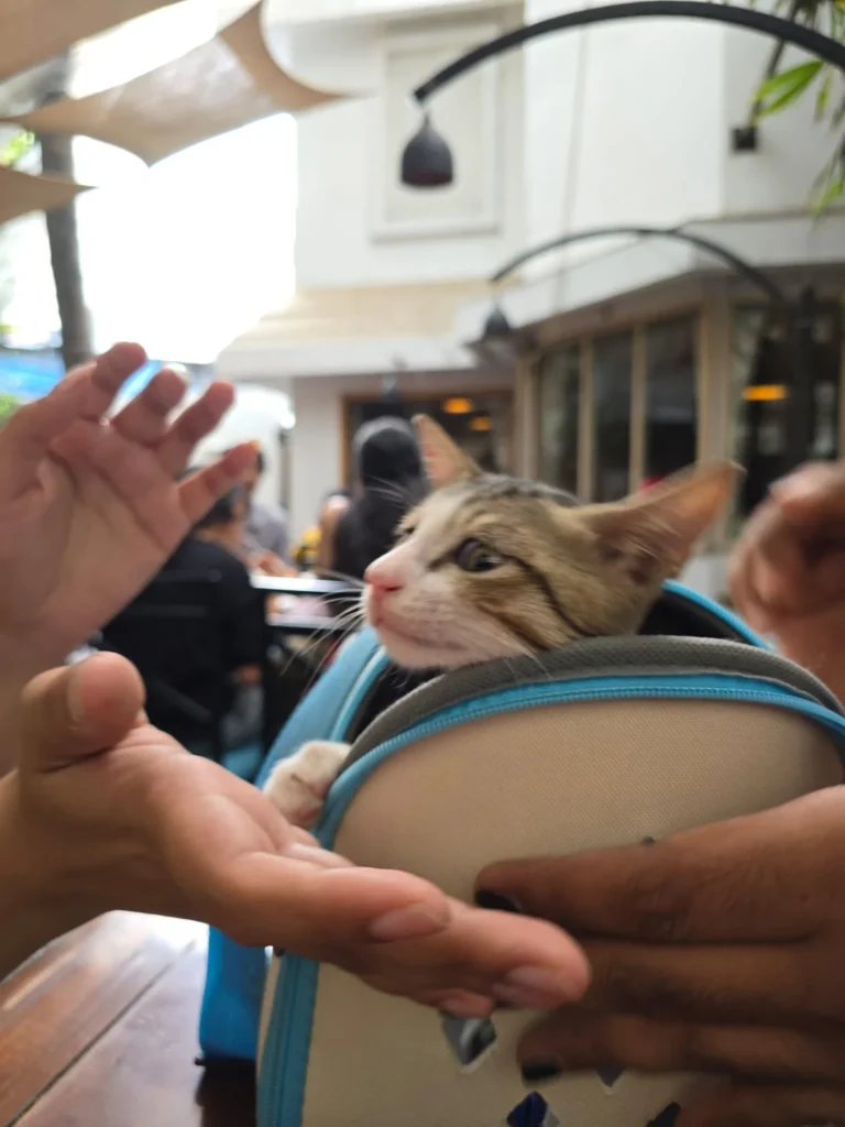 A tabby cat sitting in a mesh carrier in Pune while a hand reaches in to stroke her