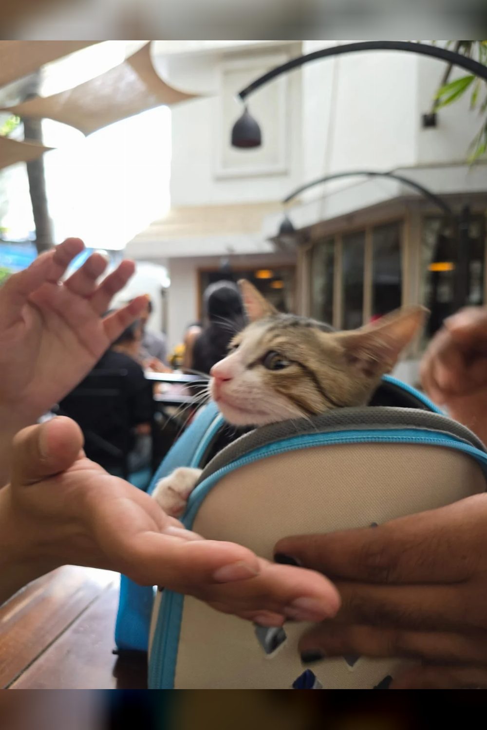 A tabby cat riding in a carrier needs a home — Pune